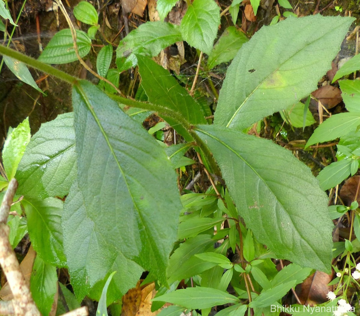 Blumea hieraciifolia var. flexuosa (C.B.Clarke) Randeria